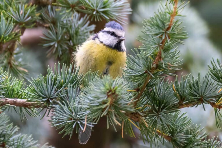 Eurasian Blue Tit_France-1