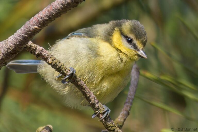 Eurasian Blue Tit_France-2