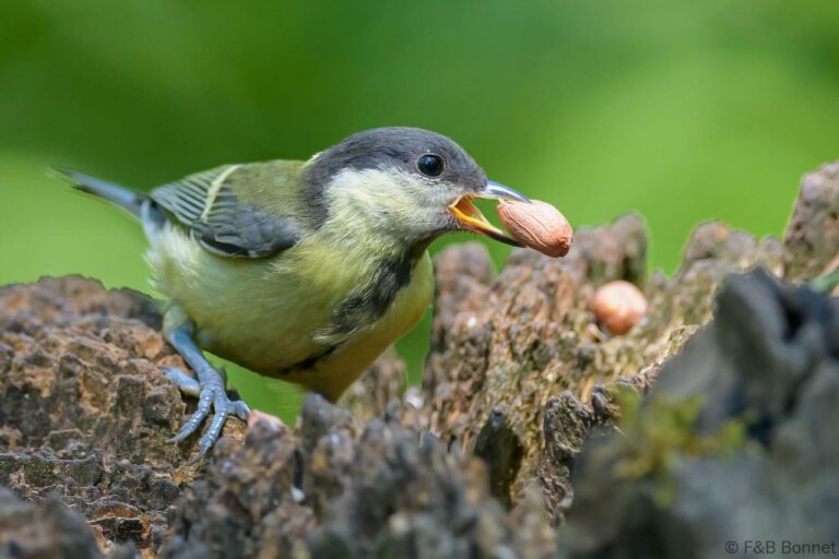 Great Tit_France-2