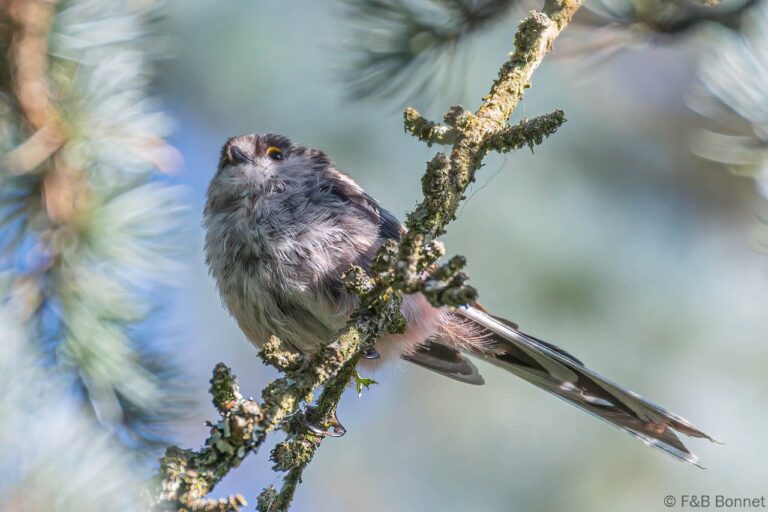 Long-tailed Tit_France-1