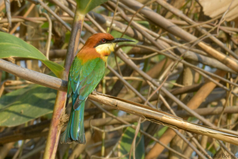 Chestnut-headed Bee-eater_China-1