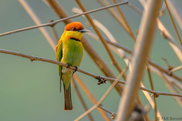 Chestnut-headed Bee-eater_China-2