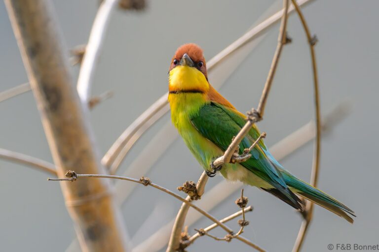 Chestnut-headed Bee-eater_China-3