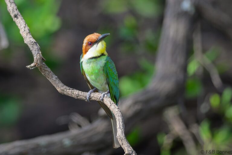 Chestnut headed bee eater indonesia 1
