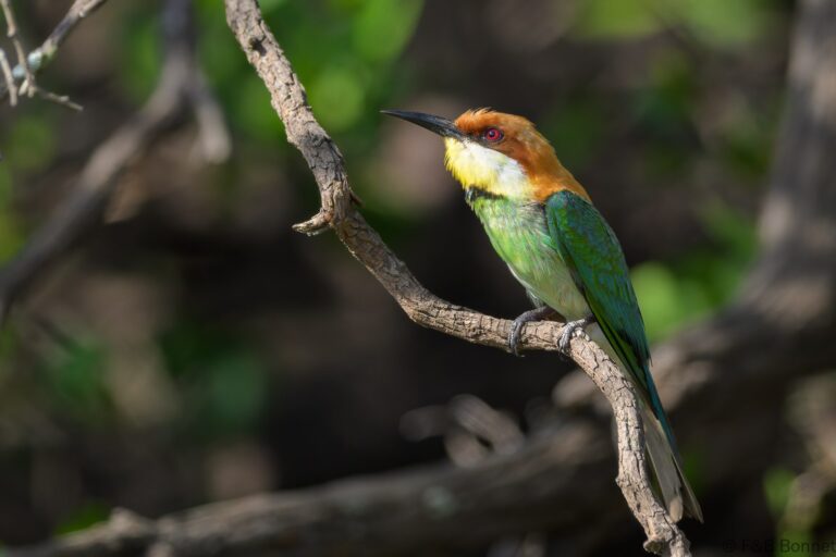 Chestnut headed bee eater indonesia 2