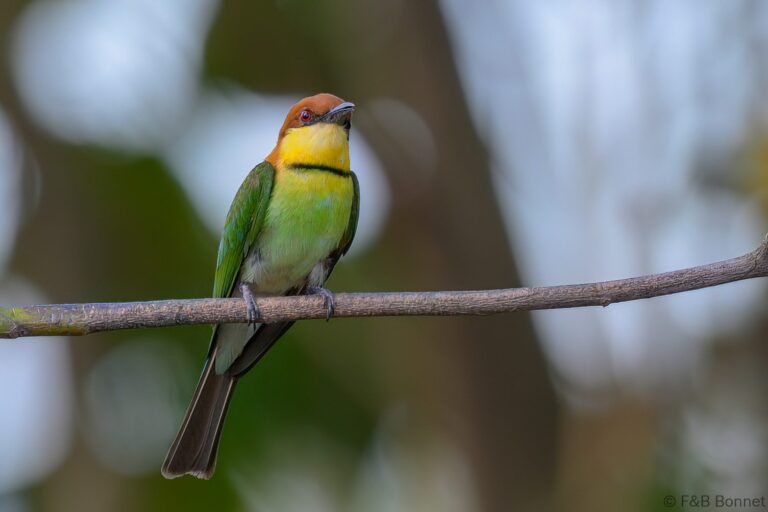 Chestnut headed bee eater indonesia 3