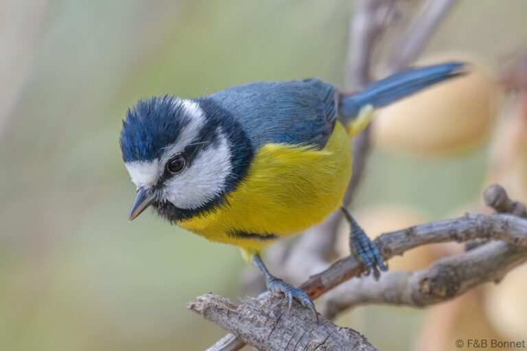 African Blue Tit_Spain-2