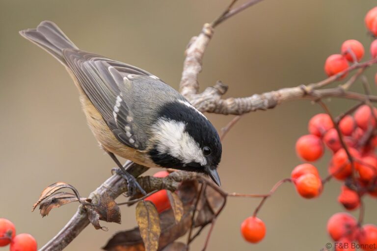 Coal Tit_Spain-2