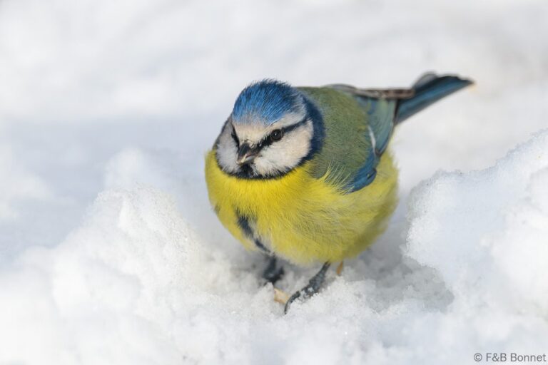 Eurasian Blue Tit_Spain-1