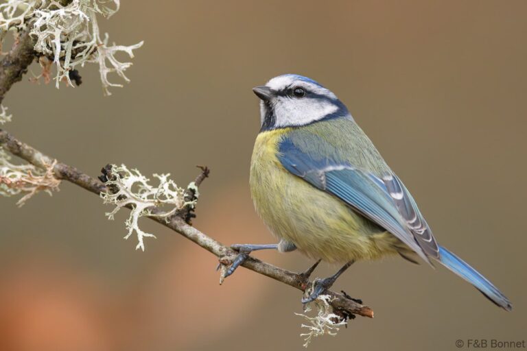 Eurasian Blue Tit_Spain-2