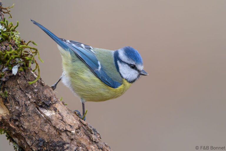 Eurasian Blue Tit_Spain-3