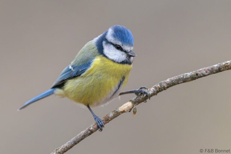 Eurasian Blue Tit_Spain-4