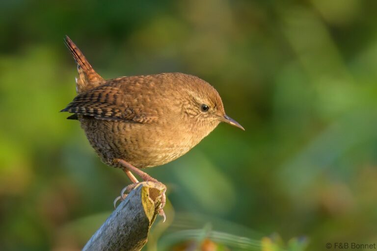 Eurasian Wren_France-2