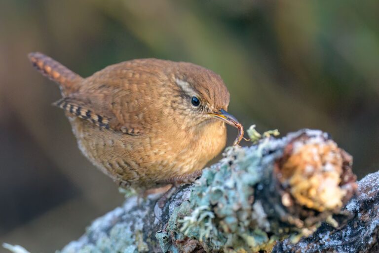 Eurasian Wren_Spain-3