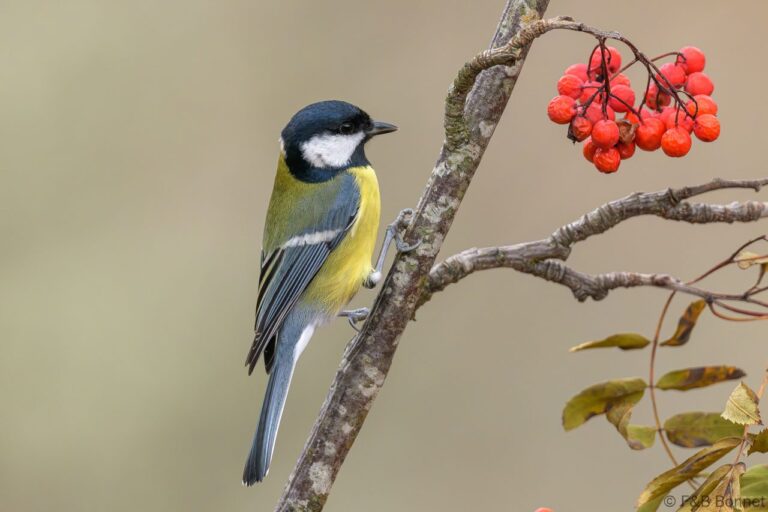 Great Tit_Spain-1