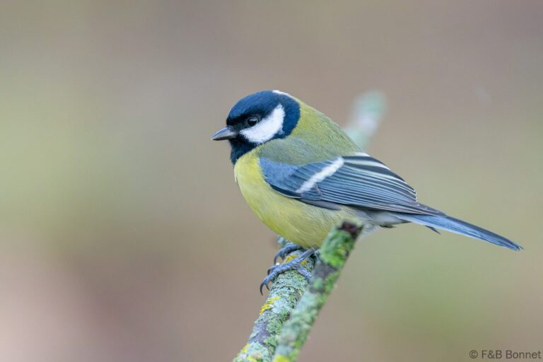 Great Tit_Spain-2