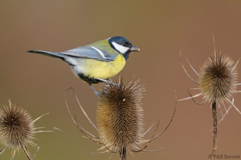 Great Tit_Spain-3