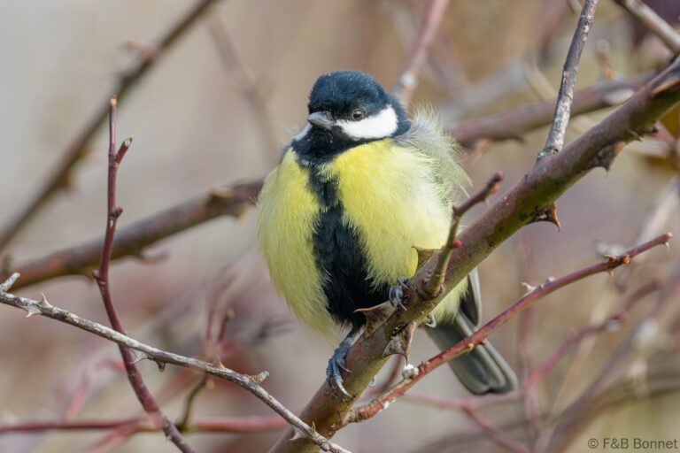 Great Tit_Spain-4
