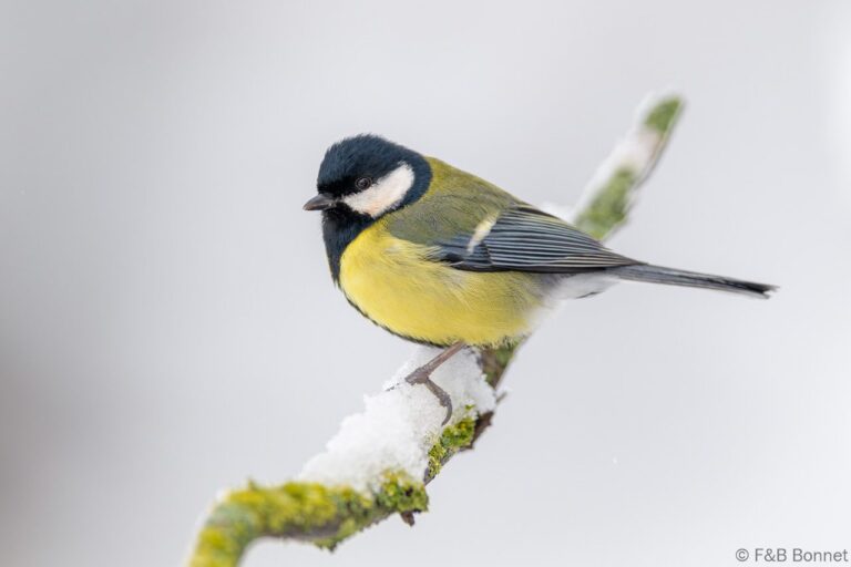 Great Tit_Spain-5