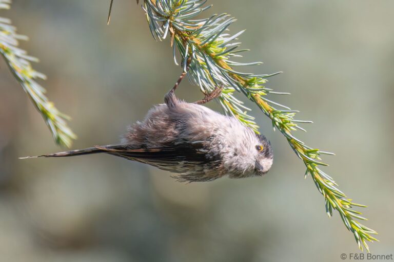 Long-tailed Tit_France-2
