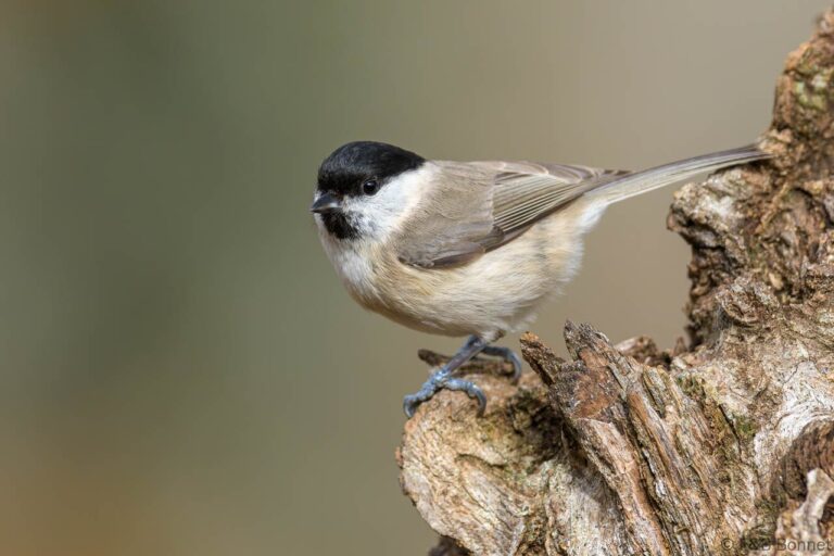 Marsh Tit_Spain-1