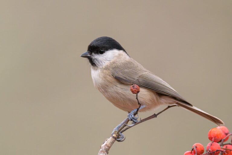 Marsh Tit_Spain-2