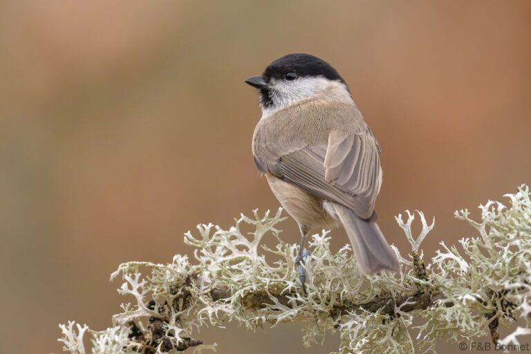 Marsh Tit_Spain-3