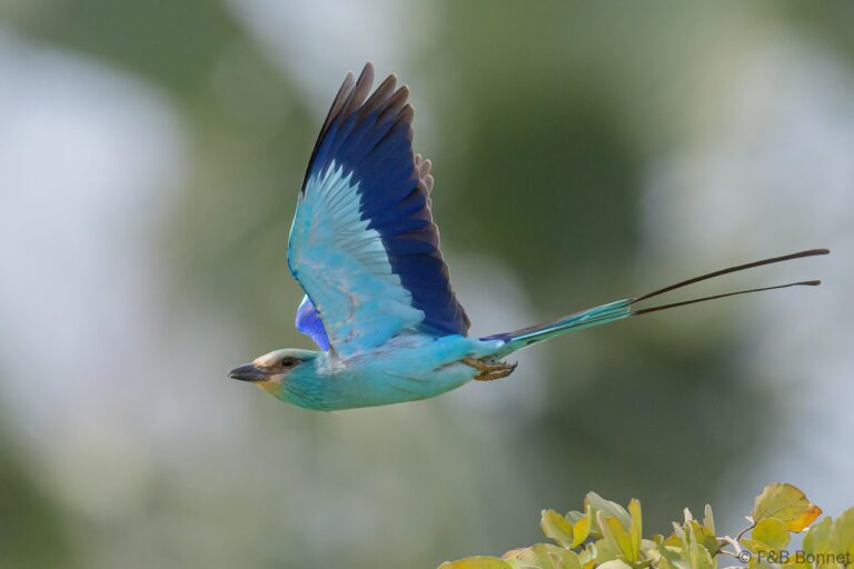 Abyssinian Roller_Senegal-2