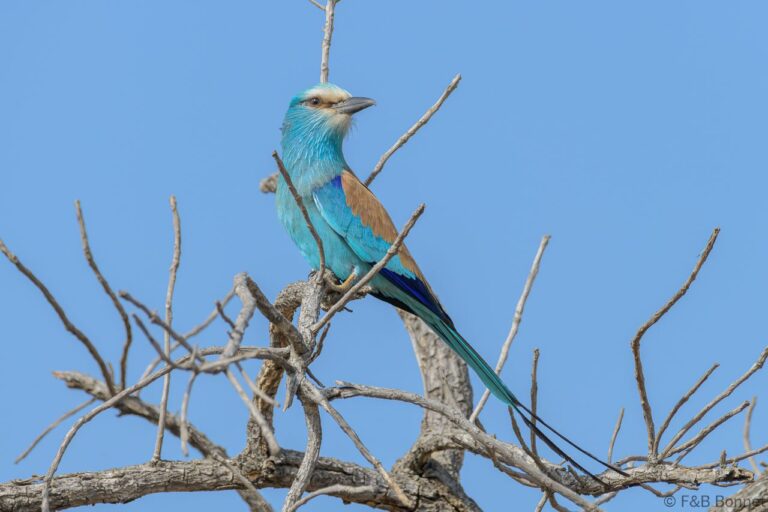 Abyssinian Roller_Senegal-3