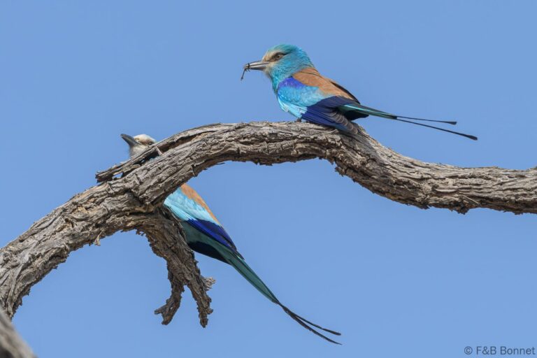 Abyssinian Roller_Senegal-4