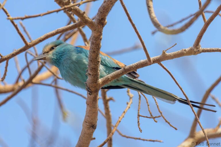 Abyssinian Roller_Senegal-5