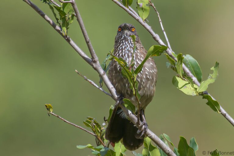 Arrow marked babbler south africa 3