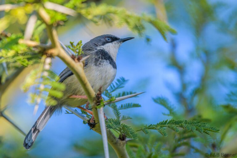 Bar-throated Apalis_South Africa-4