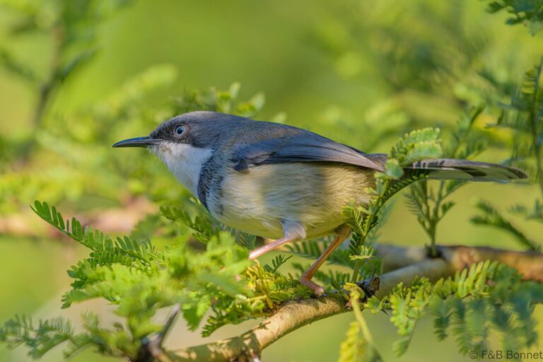 Bar-throated Apalis_South Africa-5