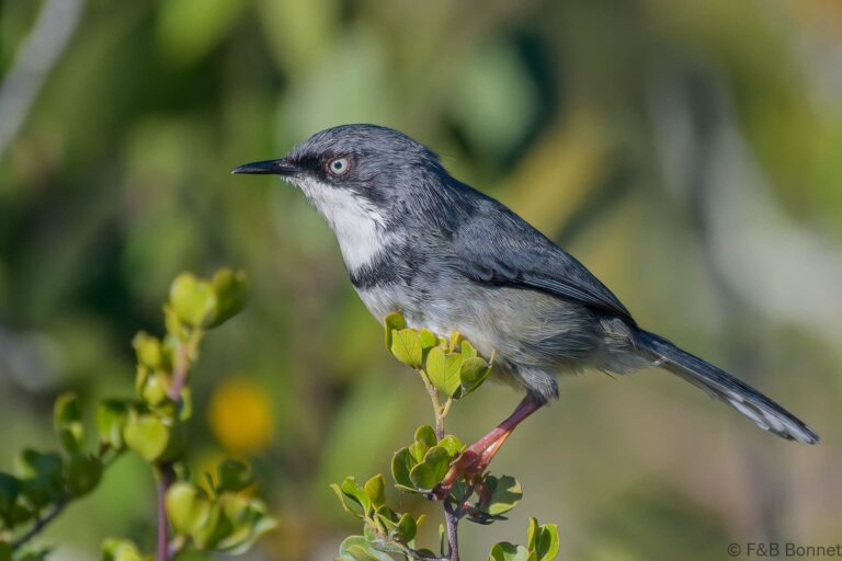 Bar-throated Apalis_South Africa-6