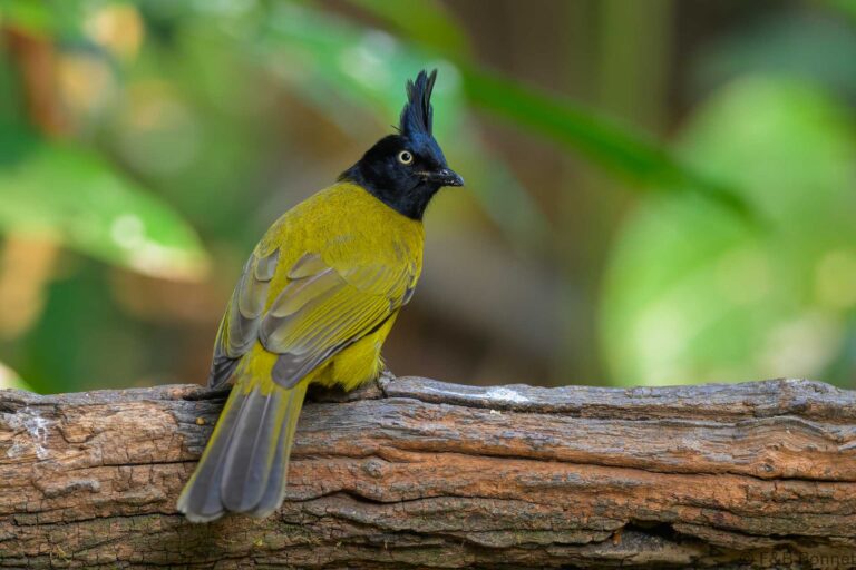 Black-crested Bulbul_China-2