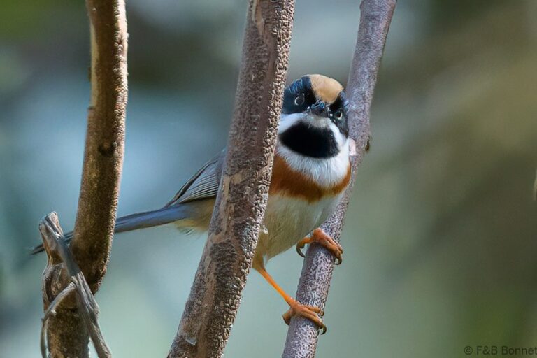 Black-throated Bushtit_Thailand-1