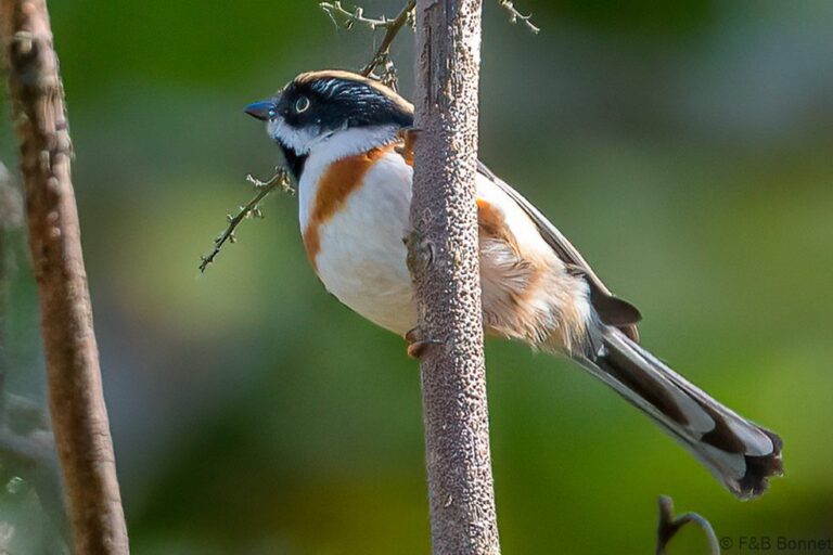 Black-throated Bushtit_Thailand-2