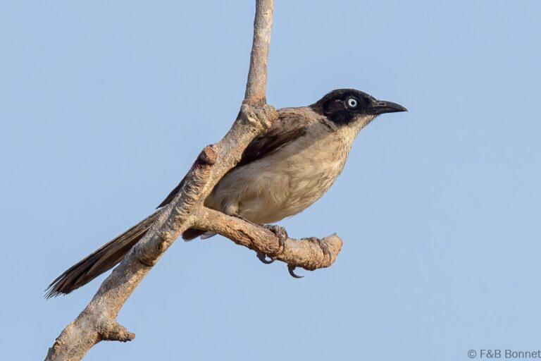 Blackcap babbler senegal 2