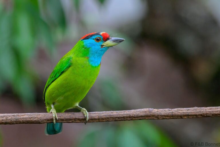 Blue-throated Barbet_China-2