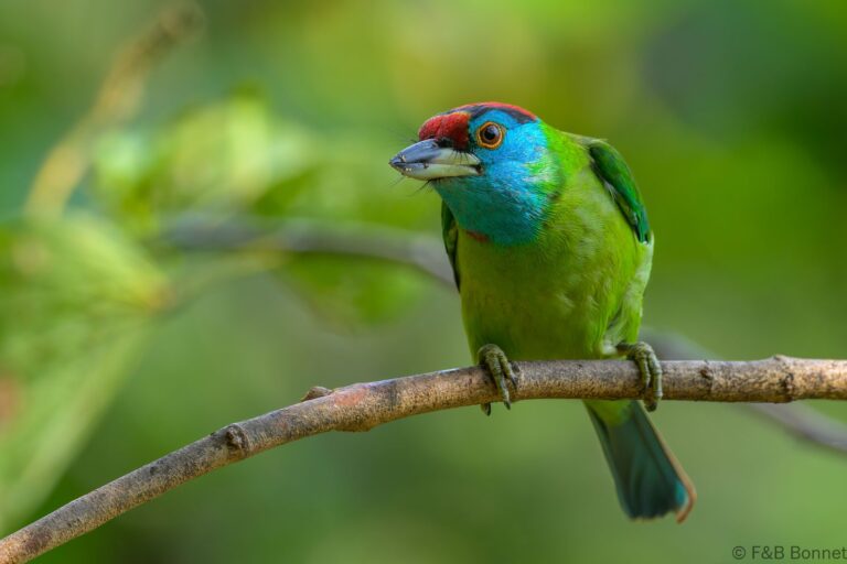 Blue-throated Barbet_China-3