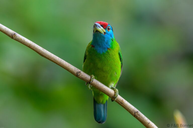 Blue-throated Barbet_China-4