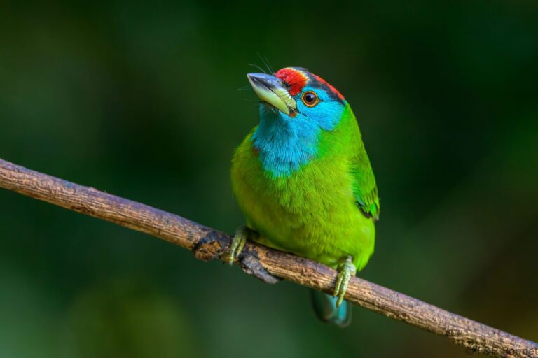 Blue-throated Barbet_China-5