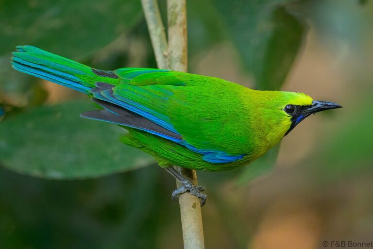 Blue winged leafbird china 1