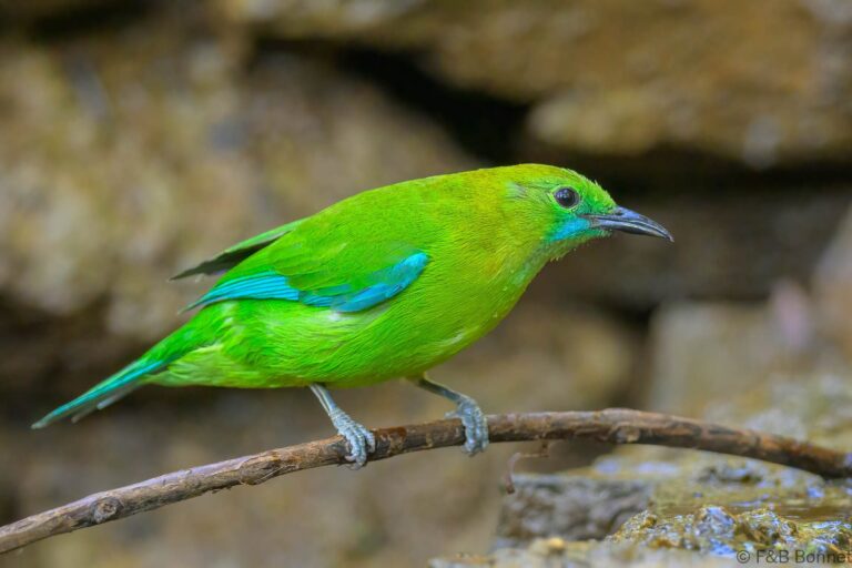 Blue winged leafbird china 2