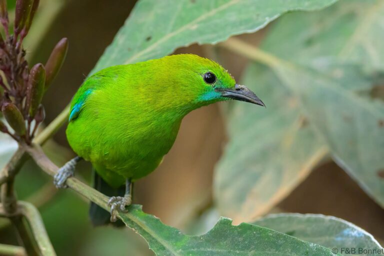Blue winged leafbird china 3