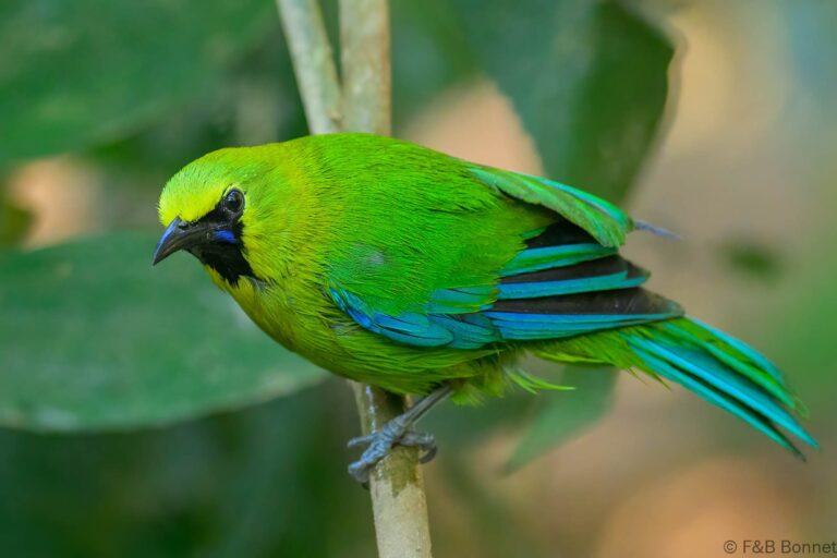 Blue winged leafbird china 4
