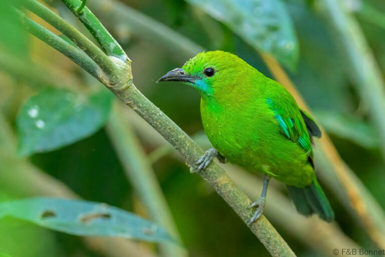 Blue winged leafbird china 5