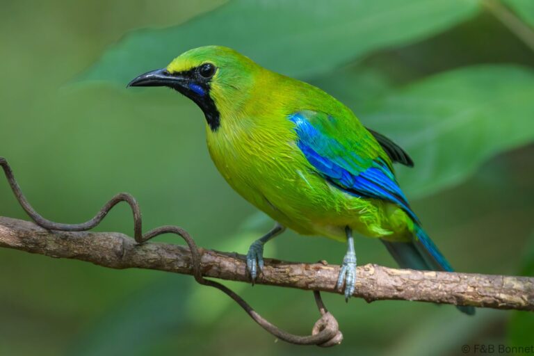 Blue winged leafbird thailande 5