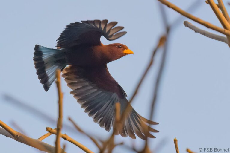 Broad-billed Roller_Senegal-2